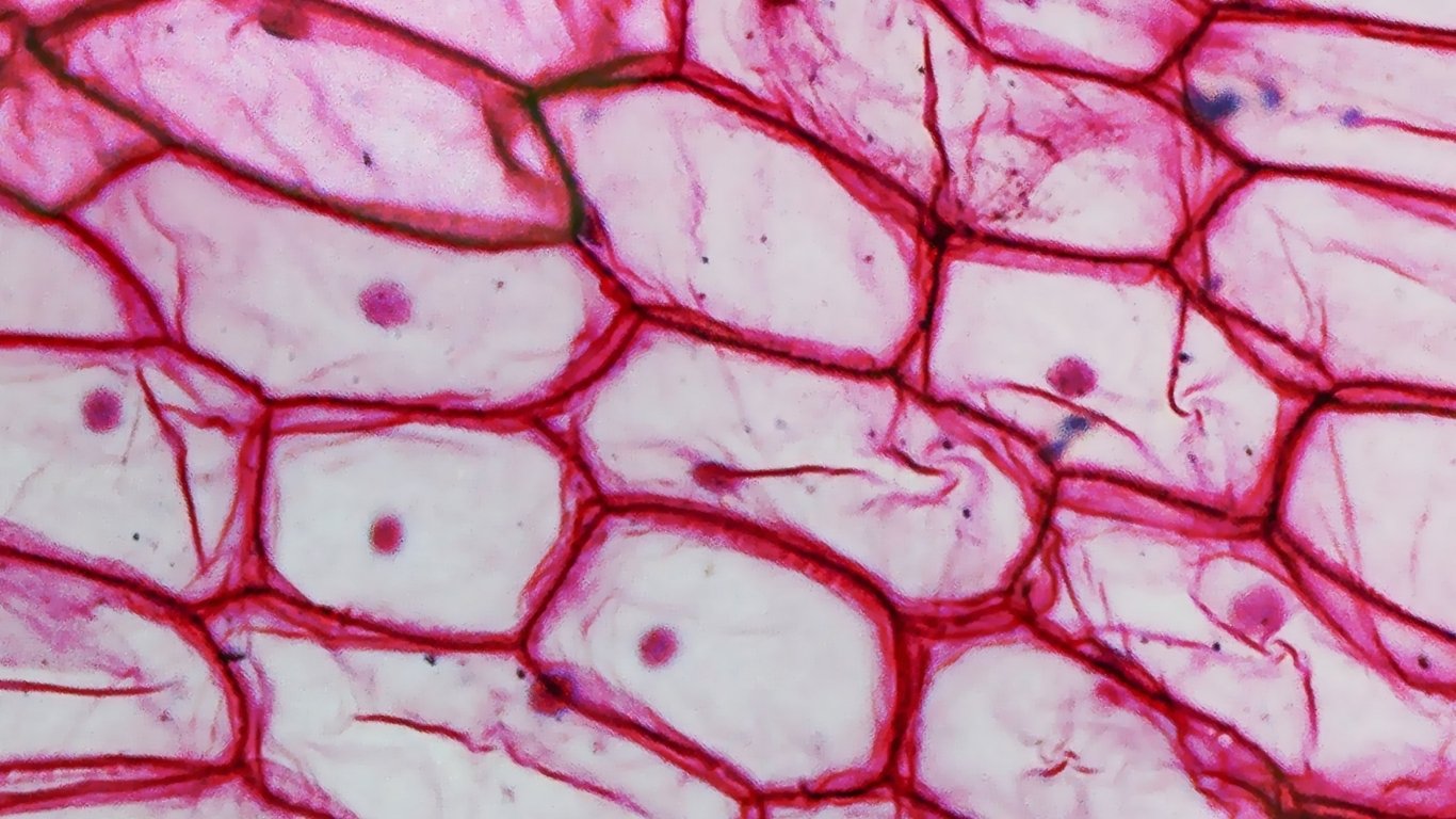 Glutathione protects cellular health and resilience