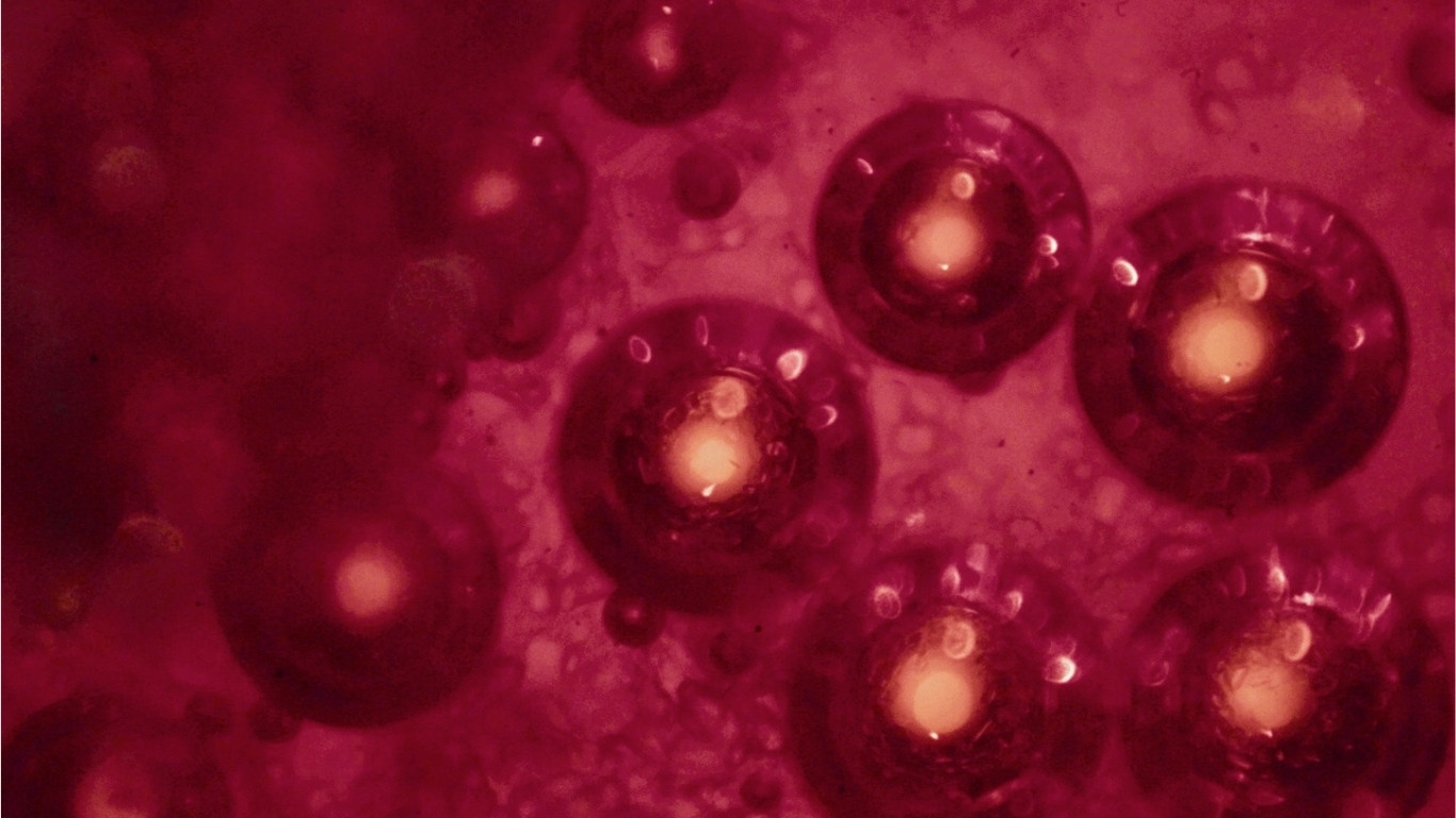 NAD+ supports all-day energy via mitochondrial function